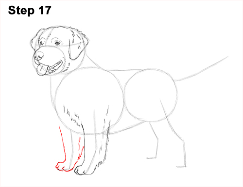 How to Draw a Golden Retriever Dog 17