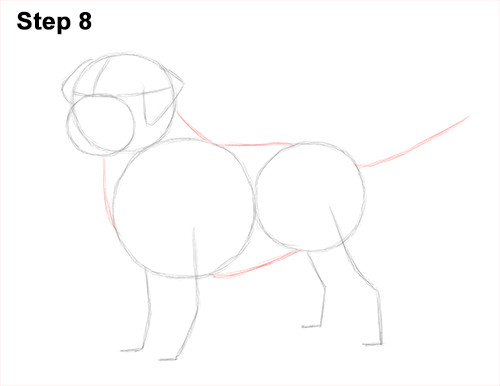 Draw Golden Retriever Dog 8 How to Draw a Golden Retriever Dog 8