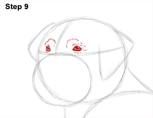Draw Golden Retriever Dog 9 How to Draw a Golden Retriever Dog 9