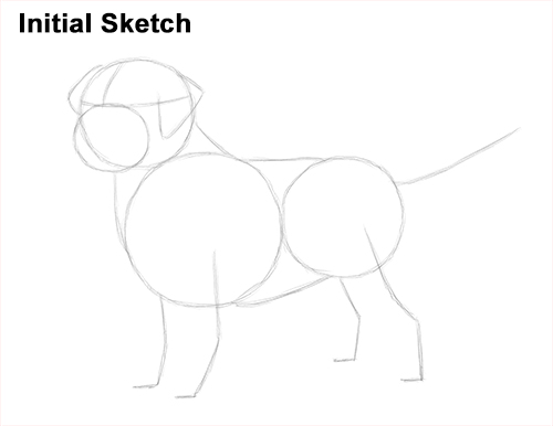 Draw Golden Retriever Dog Sketch How to Draw a Golden Retriever Dog Initial Sketch