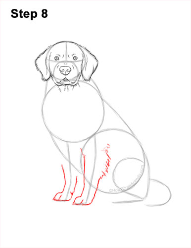 How to Draw a Golden Retriever 8