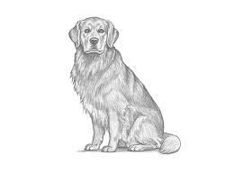 Draw a Golden Retriever with Pencil Step by Step