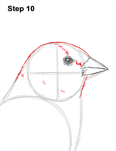 Goldfinch Drawing 10 Draw American Goldfinch Bird 10