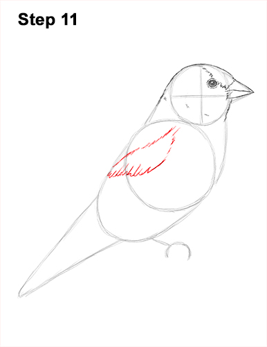 Goldfinch Drawing 11 Draw American Goldfinch Bird 11