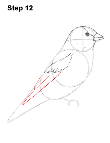 Goldfinch Drawing 12 Draw American Goldfinch Bird 12