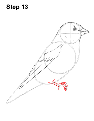 Goldfinch Drawing 13 Draw American Goldfinch Bird 13
