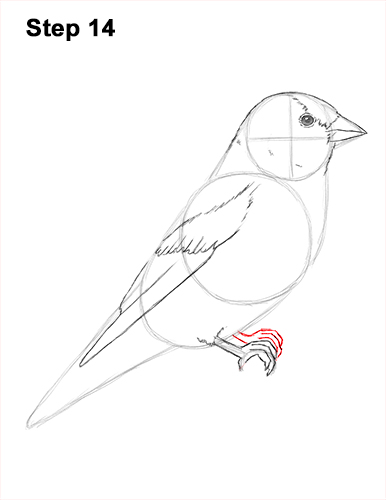 Goldfinch Drawing 14 Draw American Goldfinch Bird 14