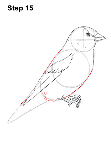 Goldfinch Drawing 15 Draw American Goldfinch Bird 15
