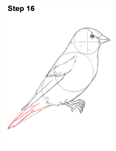 Goldfinch Drawing 16 Draw American Goldfinch Bird 16