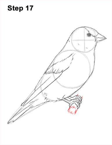 Goldfinch Drawing 17 Draw American Goldfinch Bird 17