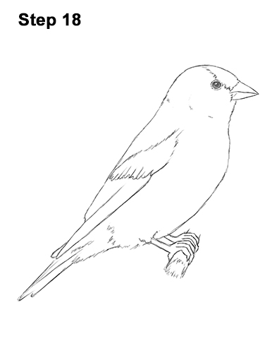Goldfinch Drawing 18 Draw American Goldfinch Bird 18