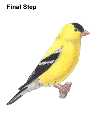 Goldfinch Drawing Draw American Goldfinch Bird