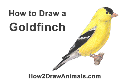 Draw a Goldfinch How to Draw an American Goldfinch Bird