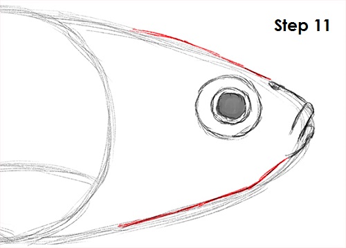 Draw Goldfish 11