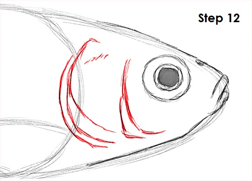 Draw Goldfish 12