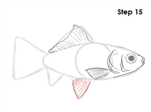 Draw Goldfish 15