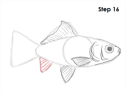 Goldfish 16 Draw Goldfish 16