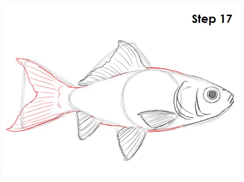 Goldfish 17 Draw Goldfish 17