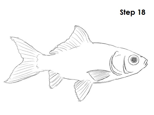 Goldfish 18 Draw Goldfish 18