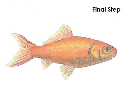 Goldfish Last Draw Goldfish Last