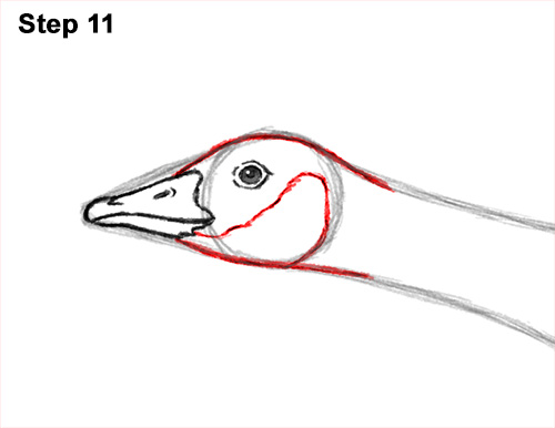 How to Draw Canadian Goose Flying Wings 11