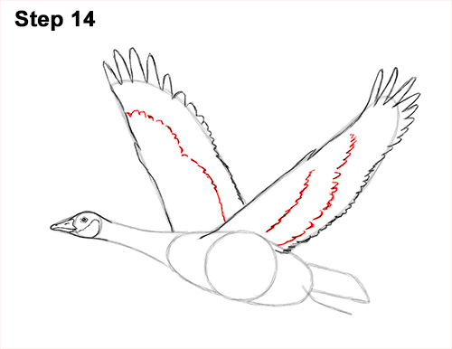 How to Draw Canadian Goose Flying Wings 14