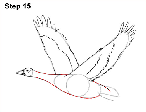 Draw Canada Goose Flight 15 How to Draw Canadian Goose Flying Wings 15