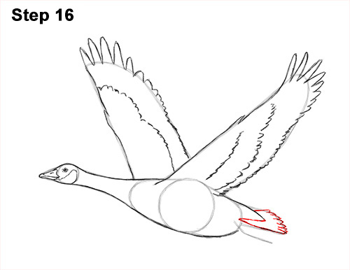 Draw Canada Goose Flight 16 How to Draw Canadian Goose Flying Wings 16