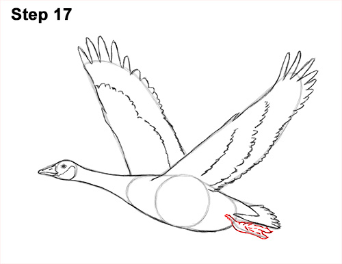 Draw Canada Goose Flight 17 How to Draw Canadian Goose Flying Wings 17