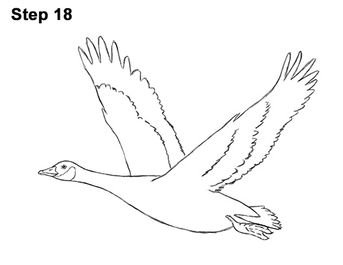 Draw Canada Goose Flight 18 How to Draw Canadian Goose Flying Wings 18