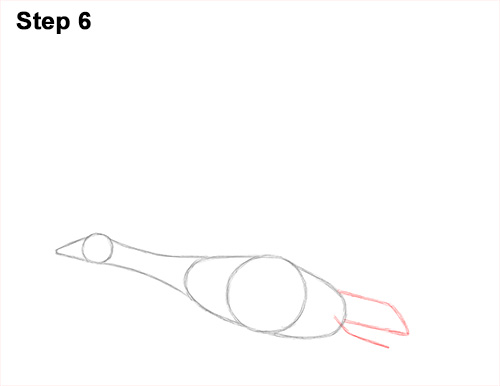 How to Draw Canadian Goose Flying Wings 6
