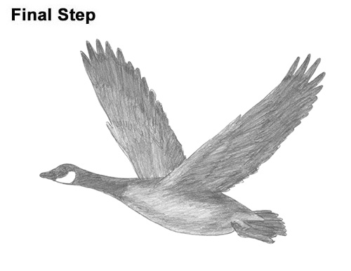 Draw Canada Goose Flight How to Draw Canadian Goose Flying Wings