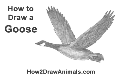 How to Draw Canadian Goose Flying Wings