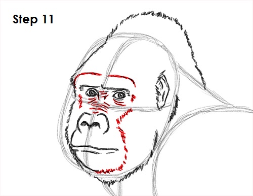 Draw Gorilla 11