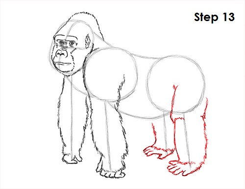 Draw Gorilla 13