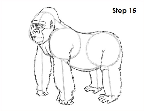 Gorilla Drawing 15 Draw Gorilla 15
