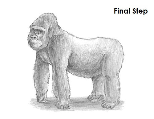 Gorilla Drawing Final Draw Gorilla Final