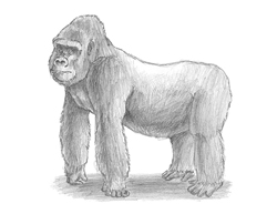How to Draw a Gorilla