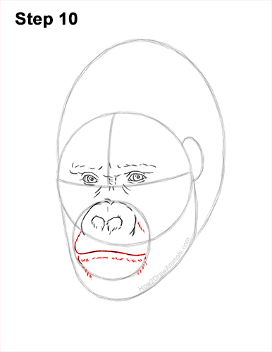 How to Draw a Gorilla Head Face Portrait 10