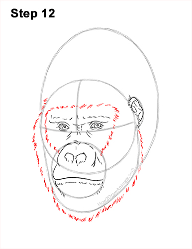 How to Draw a Gorilla Head Face Portrait 12