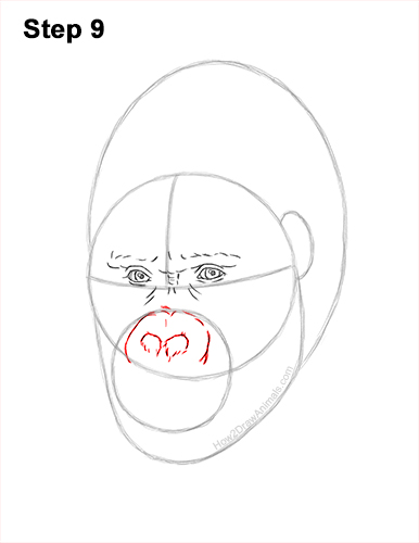 How to Draw a Gorilla Head Face Portrait 9