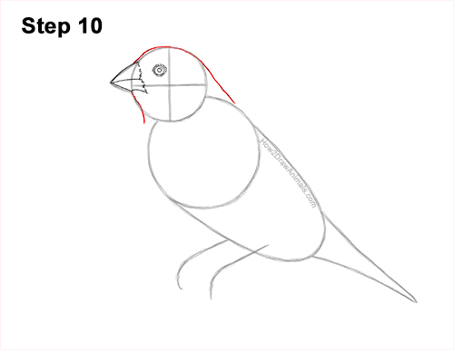 How to Draw a Lady Gouldian Rainbow Finch Bird 10
