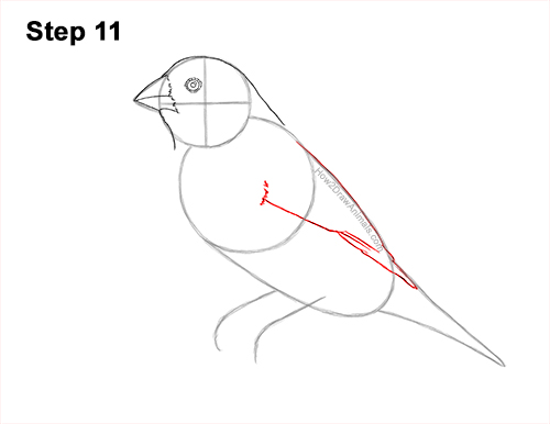 How to Draw a Lady Gouldian Rainbow Finch Bird 11