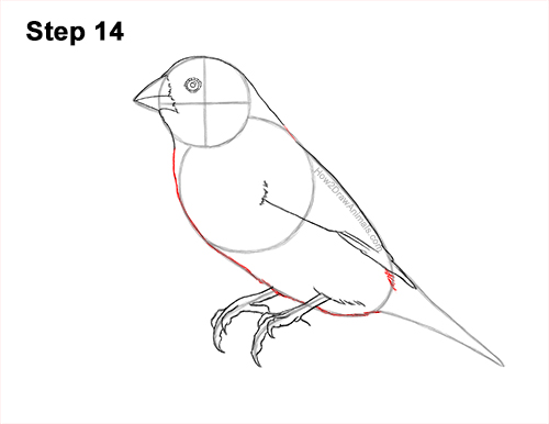 How to Draw a Lady Gouldian Rainbow Finch Bird 14