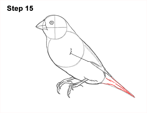 Draw a Gould's Finch Bird 15 How to Draw a Lady Gouldian Rainbow Finch Bird 15