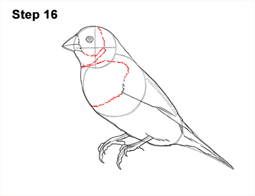 Draw a Gould's Finch Bird 16 How to Draw a Lady Gouldian Rainbow Finch Bird 16