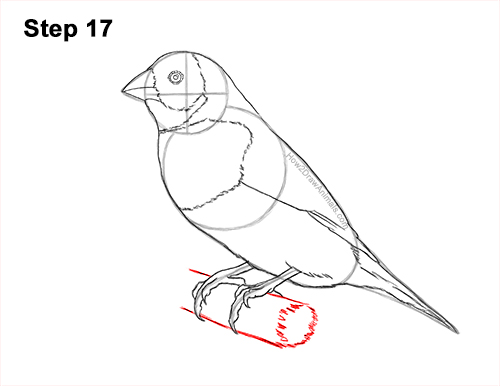 Draw a Gould's Finch Bird 17 How to Draw a Lady Gouldian Rainbow Finch Bird 17
