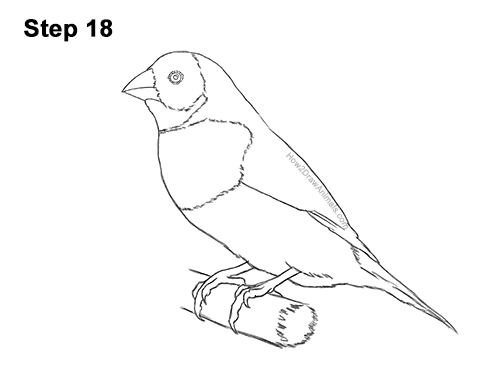 Draw a Gould's Finch Bird 18 How to Draw a Lady Gouldian Rainbow Finch Bird 18