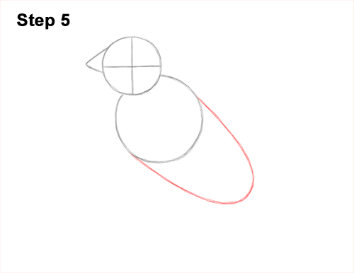 How to Draw a Lady Gouldian Rainbow Finch Bird 5