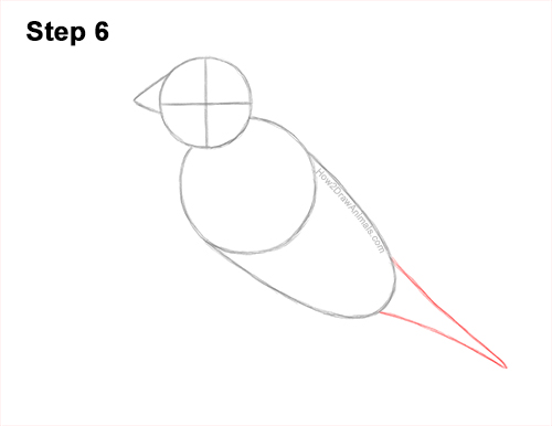 Draw a Gould's Finch Bird 6 How to Draw a Lady Gouldian Rainbow Finch Bird 6
